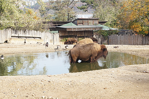 Bison, Zoo Prag
